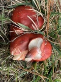 Russula rhodocephala image