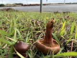 Chroogomphus vinicolor image