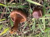 Chroogomphus vinicolor image