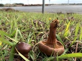 Chroogomphus vinicolor image