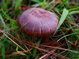 Chroogomphus vinicolor image