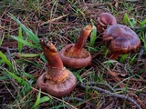 Chroogomphus vinicolor image