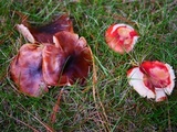 Tricholoma fracticum image