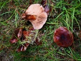 Tricholoma fracticum image