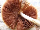 Volvariella bombycina image