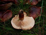 Tricholoma fracticum image