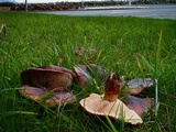 Tricholoma fracticum image