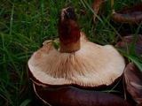 Tricholoma fracticum image