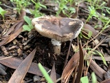 Leucoagaricus cupresseus image