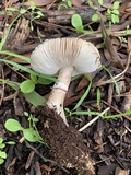 Leucoagaricus cupresseus image