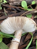 Leucoagaricus cupresseus image