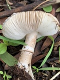 Leucoagaricus cupresseus image