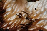 Peltigera cinnamomea image