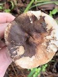 Leucoagaricus cupresseus image