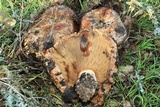 Paxillus cuprinus image
