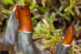 Peltigera cinnamomea image