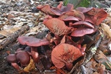 Tubaria punicea image