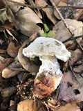 Hypomyces microspermus image