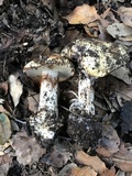 Cortinarius xanthodryophilus image