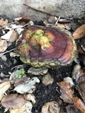 Ganoderma polychromum image