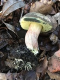 Xerocomellus mendocinensis image