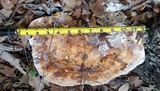 Inonotus dryadeus image
