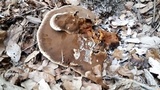 Inonotus dryadeus image