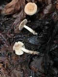 Rhodocybe hondensis image