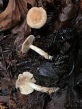 Rhodocybe hondensis image