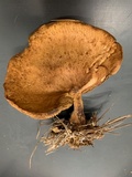 Paxillus involutus image