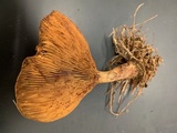 Paxillus involutus image