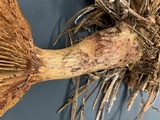 Paxillus involutus image