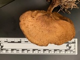 Paxillus involutus image