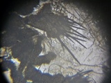 Trichodelitschia munkii image