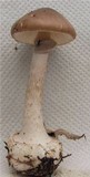 Amanita porphyria image
