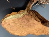 Paxillus involutus image