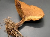 Paxillus involutus image