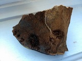 Ganoderma sessile image