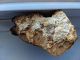 Ganoderma sessile image