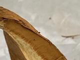 Paxillus involutus image