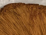 Paxillus involutus image