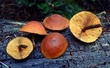 Gymnopilus oregonensis image