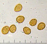 Gymnopilus oregonensis image