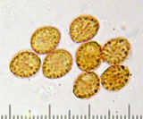 Gymnopilus oregonensis image