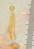 Gymnopilus oregonensis image