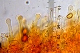 Gymnopilus oregonensis image