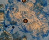 Cyclaneusma minus image