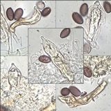 Hypholoma ericaeoides image