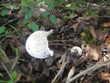 Amanita vaginata f. alba image