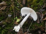 Amanita vaginata f. alba image